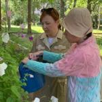 Сбор первого урожая