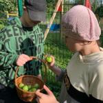 Наш урожай: томаты