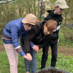 Первые высадки на огороде